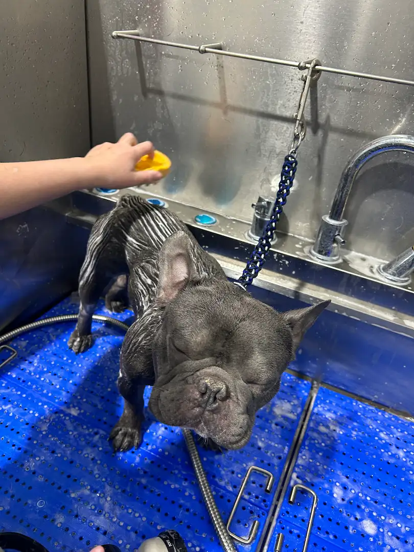 Dog being bathed in our grooming suite