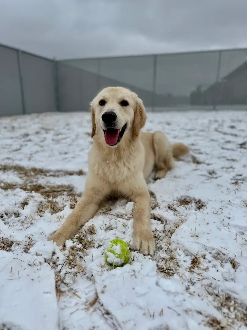Staff providing personalized attention to boarded dogs
