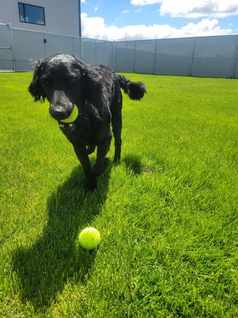 Dog enjoying outdoor play at Idaho Elite K-9